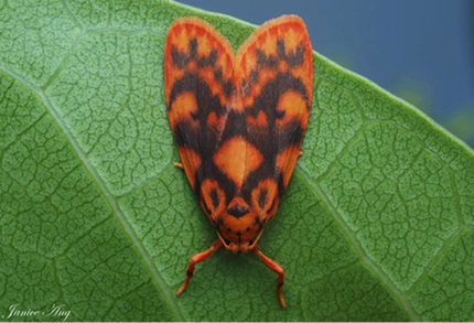 Moth, Barsine porphyrea, photographed by Janice Ang (Dec 2018)