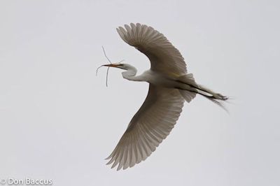 Egret in Flight, photographed by Don Baccus