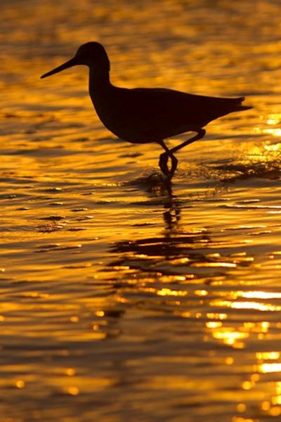 Shorebird at Sunset, photographed by Don Baccus