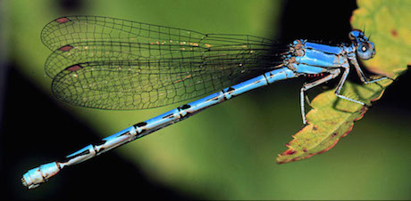 Photograph: Springwater Dancer Damselfly, by Roy Beckemeyer