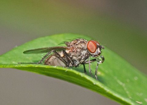 Photograph: Diptera fly blowing a bubble, by Roy Beckemeyer