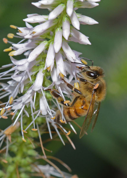 Photograph of honey bee drinking nectar (18 August 2017), by Roy Beckemeyer