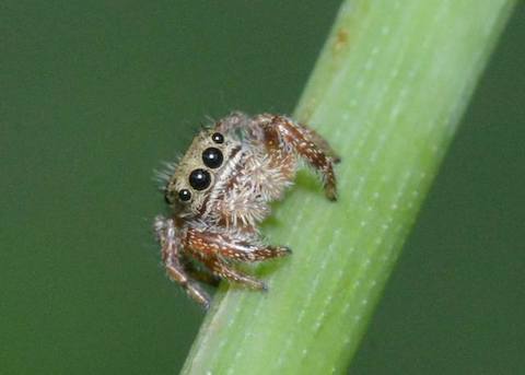 Photograph: Juvenile jumping spider, by Roy Beckemeyer