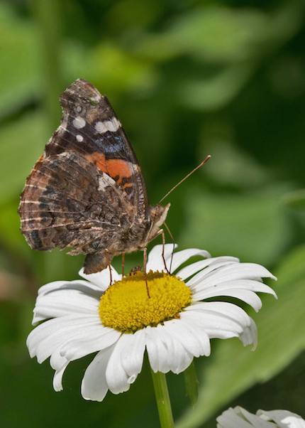 Photograph: Red Admiral on Shasta Daisy, by Roy Beckemeyer