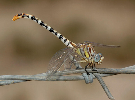 Photograph: White-Belted Ringtail Dragonfly, by Roy Beckemeyer