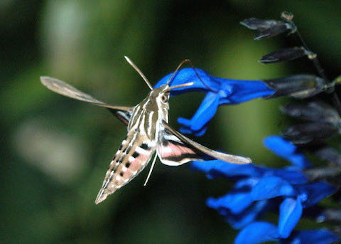 Photograph: Sphinx Moth and Salvia, by Roy Beckemeyer