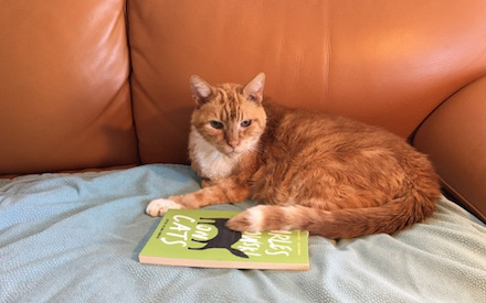 Little Bud and Bukowski Cats Book, photograph by Guy Biederman