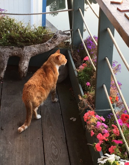 Little Bud patrolling the porch, photograph by Guy Biederman