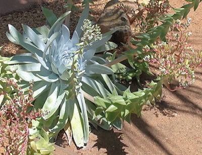 Photograph of giant Chalk Dudleya, by cultivar413 on Flickr (4 May 2019)