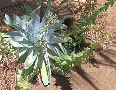 Photograph of giant Chalk Dudleya, by cultivar413 on Flickr (4 May 2019)