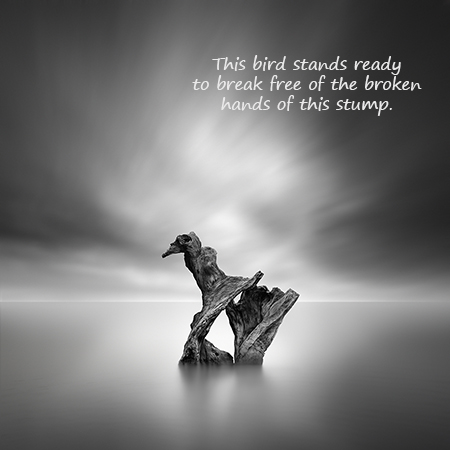 This bird stands ready: haiga (photograph and poem) by George Digalakis and Gary S. Rosin