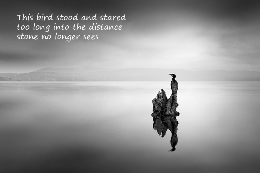 This bird stood and stared: haiga by George Digalakis and Gary S. Rosin