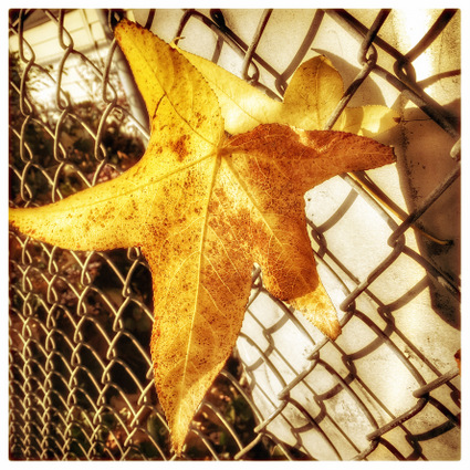 Un-Still Life-2: Photograph of golden leaf, plus haiku by Alexis Rhone Fancher