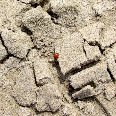 Ladybug, photographed by Alexis Rhone Fancher