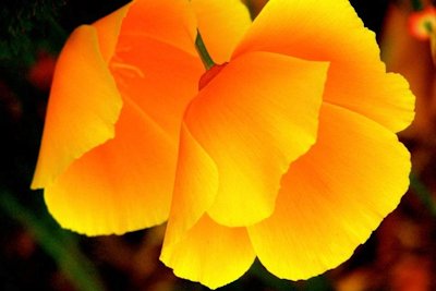 California Poppy, photographed by Alexis Rhone Fancher