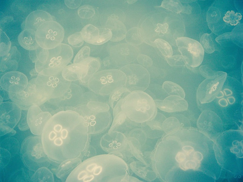 Photograph, Mission Bay Moon Jellies, by Suzanne Hawkins