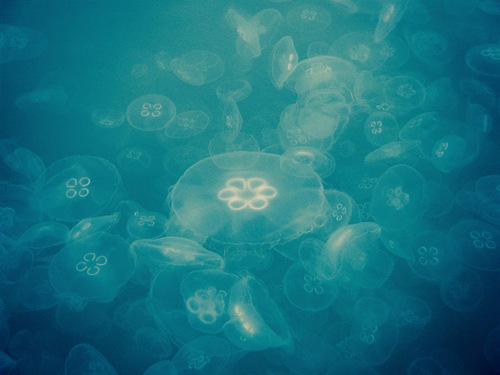 Photograph, Mission Bay Moon Jellies, by Suzanne Hawkins