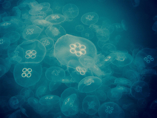 Photograph, Mission Bay Moon Jellies, by Suzanne Hawkins