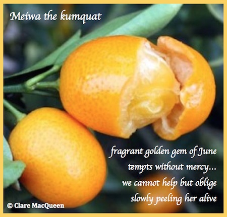 Meiwa the kumquat, taiga by Clare MacQueen