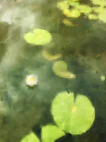 Digital art: [Lily pads], by An Mayou