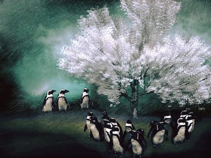 Digital art: [Penguins in bloom], by An Mayou