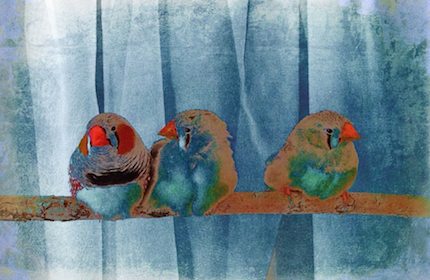 Digital art: [Three finches], by An Mayou