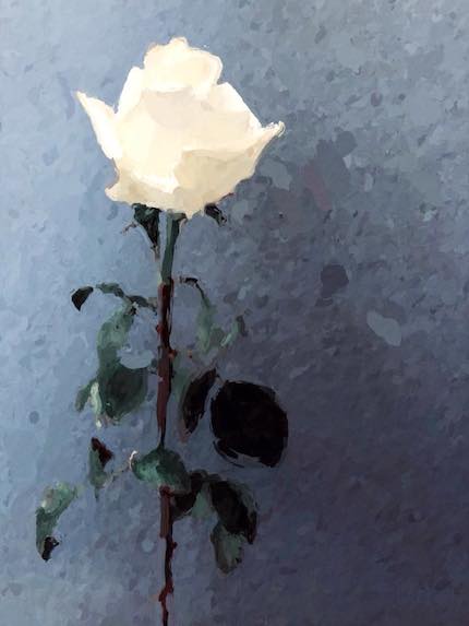 Digital art: [White rose], by An Mayou