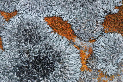 Lichens Growing on Stone, photographed by Ray Rasmussen