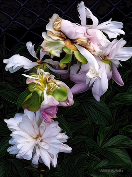 Digital art, Peonies, by Alexis Rotella