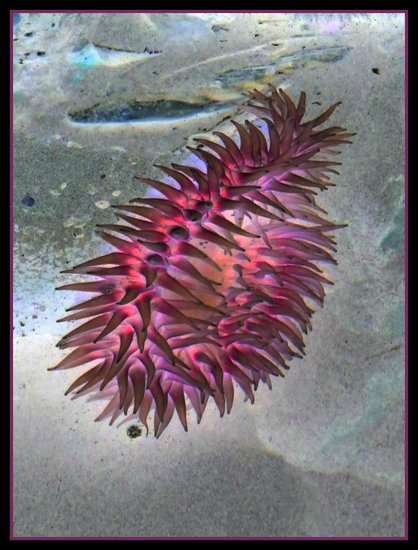 Sea Anemone: photographic negative by Debbie Strange