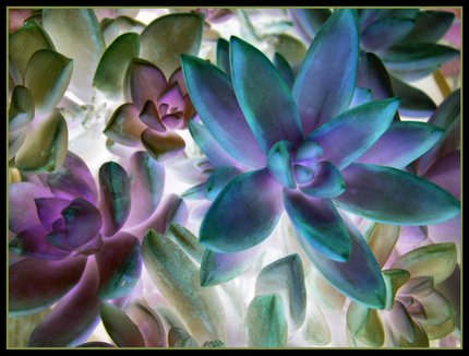 Succulents: photographic negative by Debbie Strange