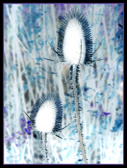Teasel Seed Heads: photographic negative by Debbie Strange