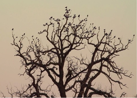 Still photo from video of rooks in leafless tree