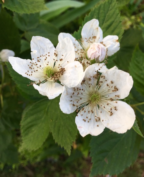 Blackberry, photograph by Susan Tekulve