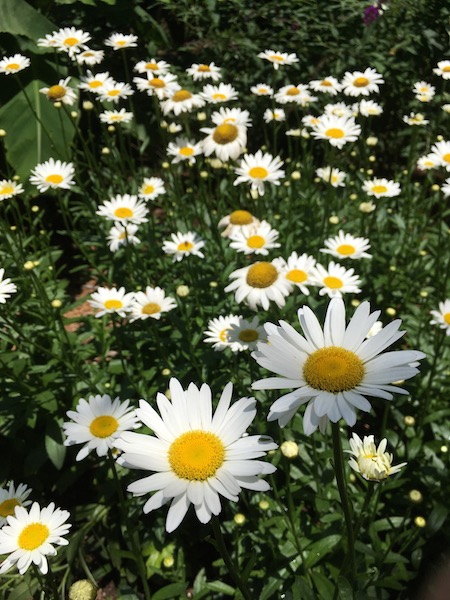 Daisies, photograph by Susan Tekulve