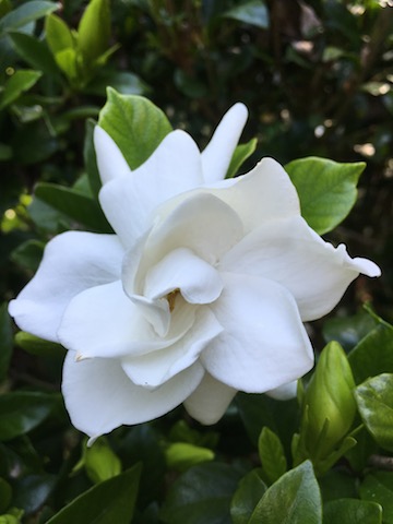 Gardenia Blossom, photograph by Susan Tekulve