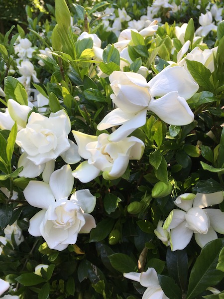 Gardenias, photograph by Susan Tekulve