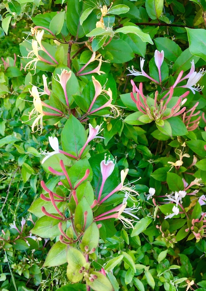 Honeysuckle, photograph by Susan Tekulve