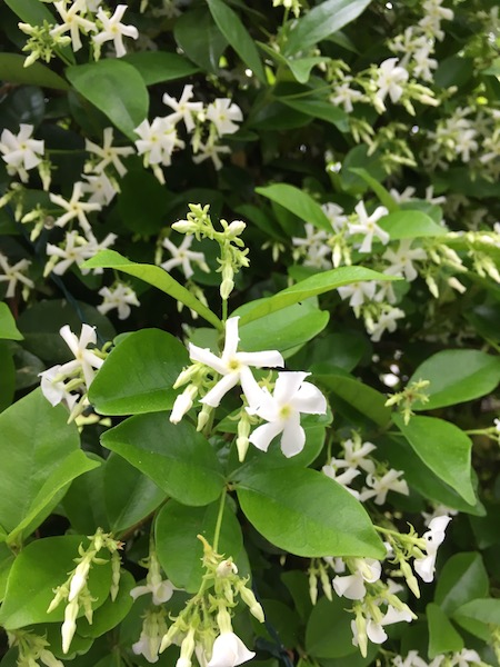 Jasmine blossoms, photograph by Susan Tekulve