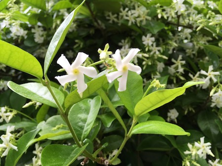 Closeup of Jasmine pinwheels, photograph by Susan Tekulve