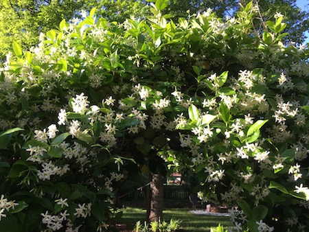 Jasmine trellis, photograph by Susan Tekulve