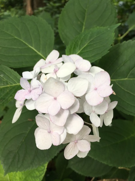 Lacecap Hydrangea, photograph by Susan Tekulve