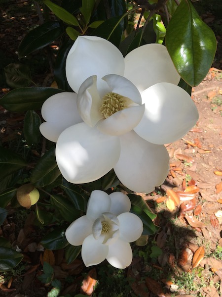 Magnolia Blossoms, photograph by Susan Tekulve