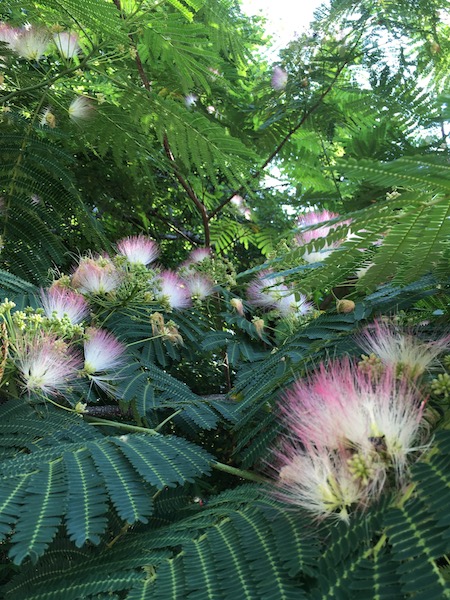 Mimosa, photograph by Susan Tekulve