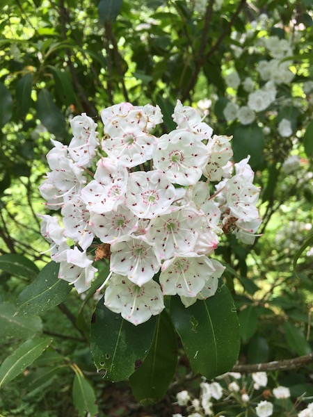 Mountain Laurel, photograph by Susan Tekulve