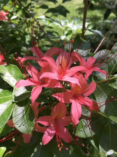 North Carolina Mountain Azalea, photograph by Susan Tekulve