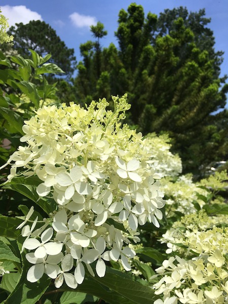 Panicle Hydrangea “White Wedding,” photograph by Susan Tekulve