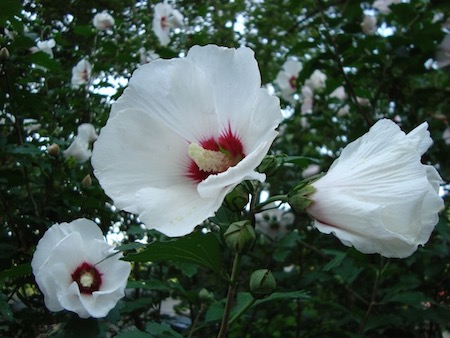 Rose of Sharon, photograph by Susan Tekulve