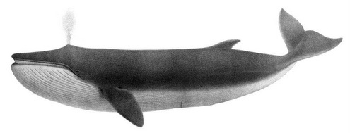 Drawing of Whale, Balaenoptera physalus